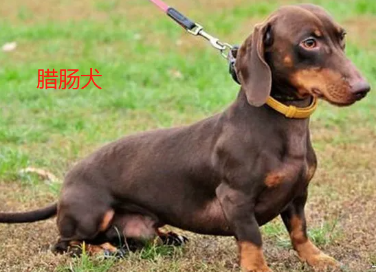 短毛小型犬有哪些图片