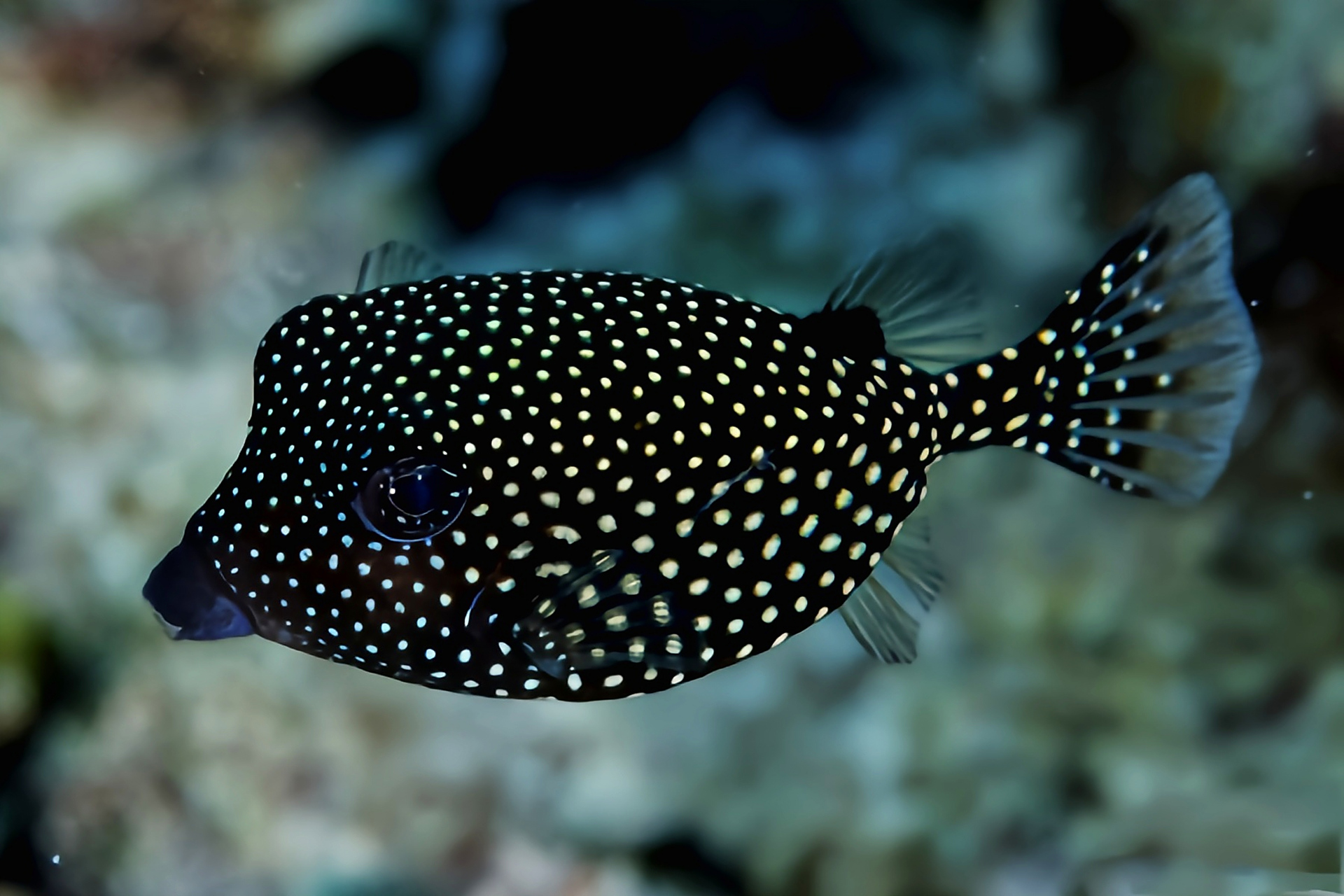 每天认识一种动物——花木瓜箱鲀 花木瓜箱鲀别名蓝箱鲀,白点箱鲀,原