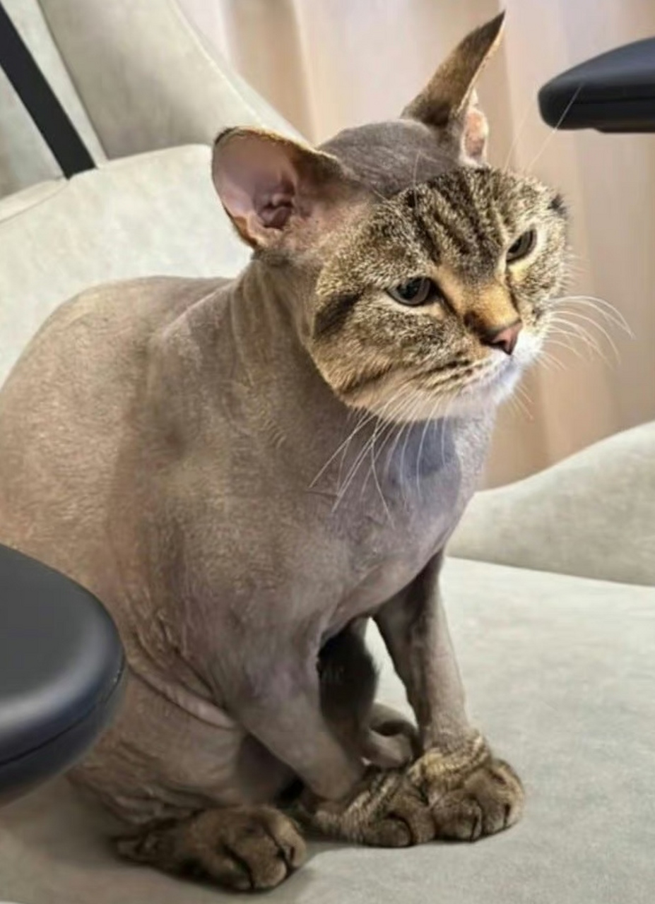 最近风声紧,不能以真面目示人了!这个面具得戴一段时间了!