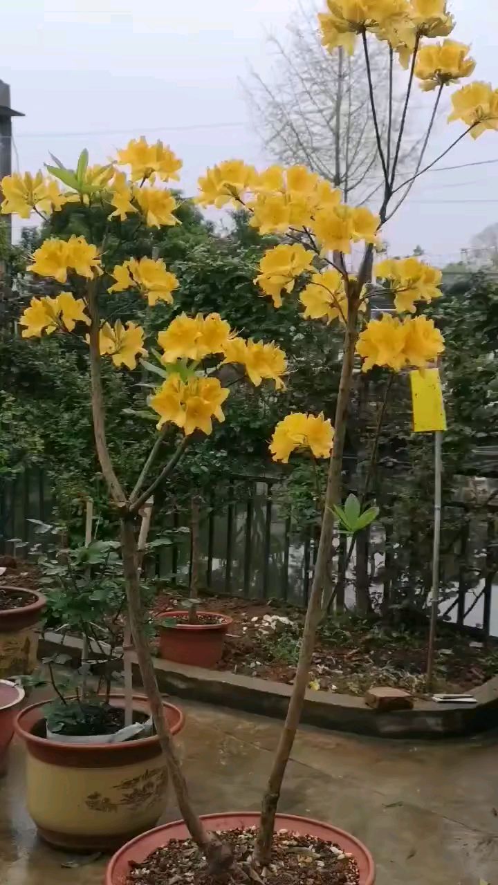 黄鹃精品开花了