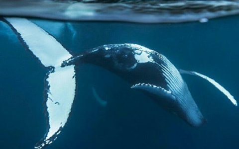 浅谈鲸鱼交易对市场的影响 如何识别并跟踪鲸鱼钱包