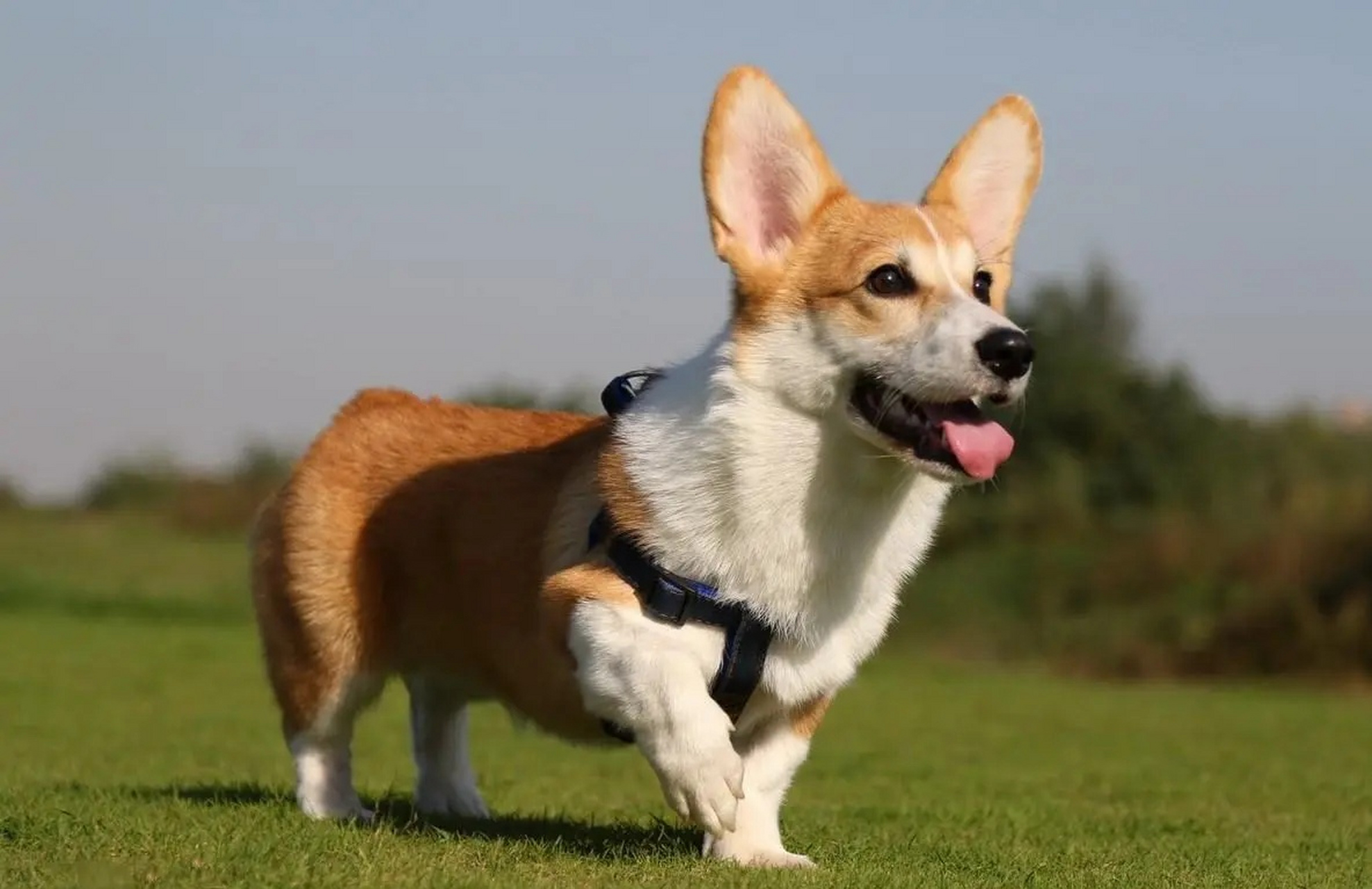 柯基犬图片大全壁纸图片