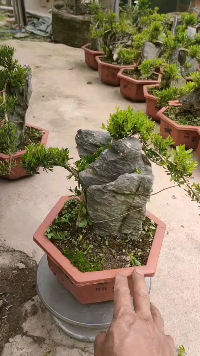 附石的雀舌皱皮小叶黄杨