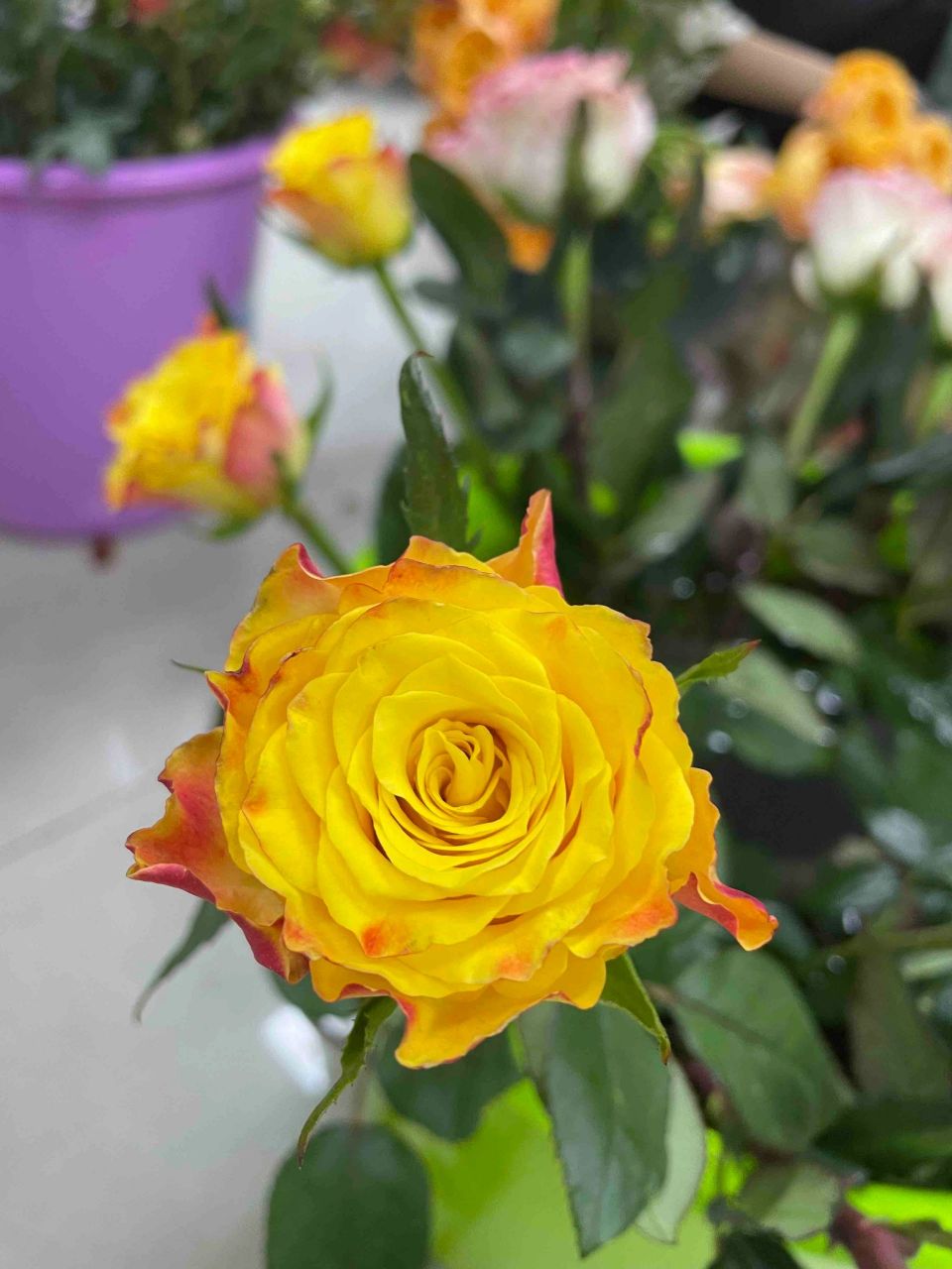 玫瑰花中的"金子"—金色海岸|||95品种介绍: 金色海岸是一种金黄调