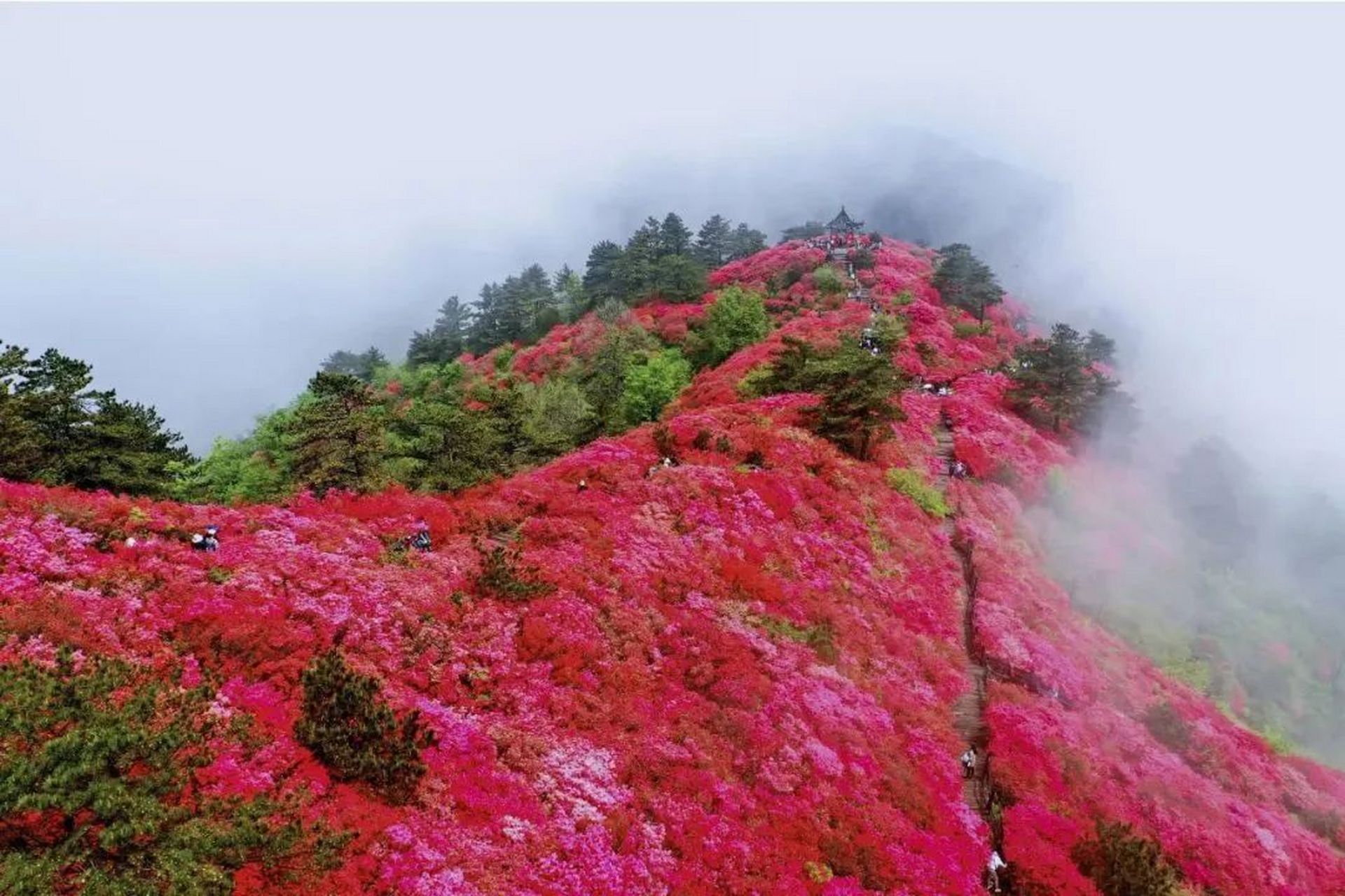 2021年龟峰山花期图片