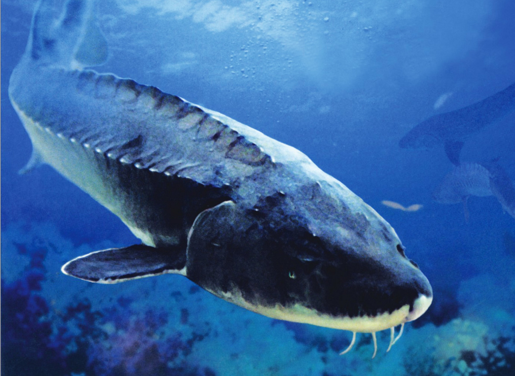 中华鲟(学名:acipenser sinensis;英文名:chinese sturgeon):是硬骨鱼