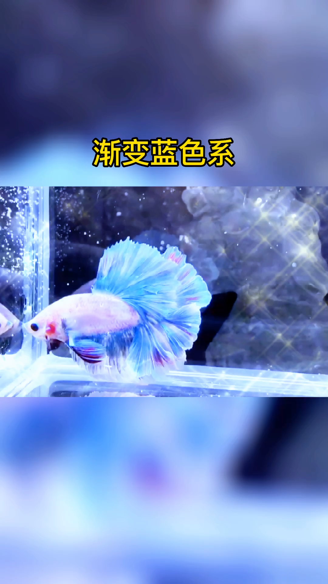 泰国斗鱼,渐变蓝色系极品