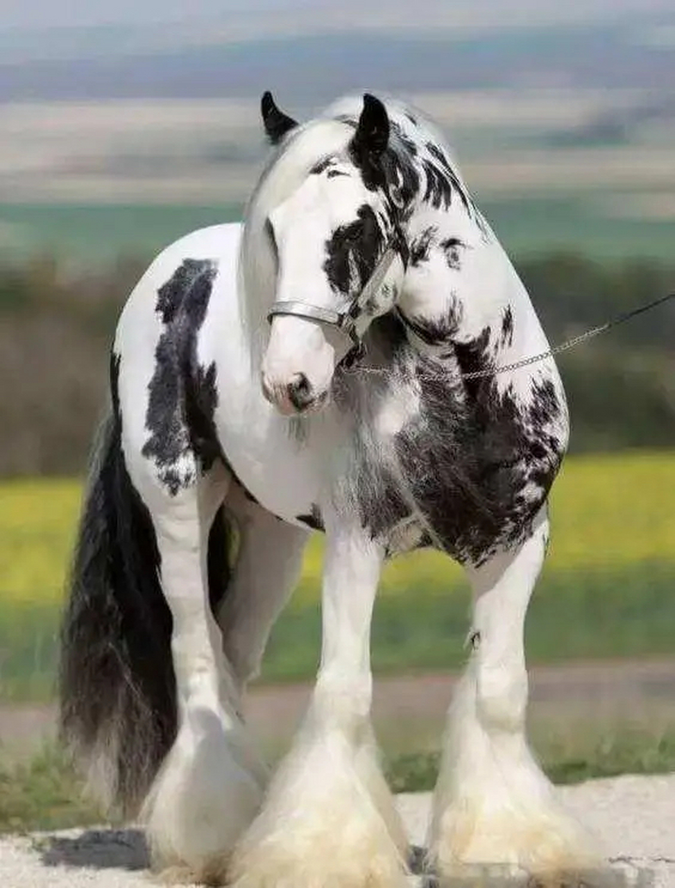 夏尔马是一种来自英国的重型马,它有着高大的体型,强壮的力量,和长长
