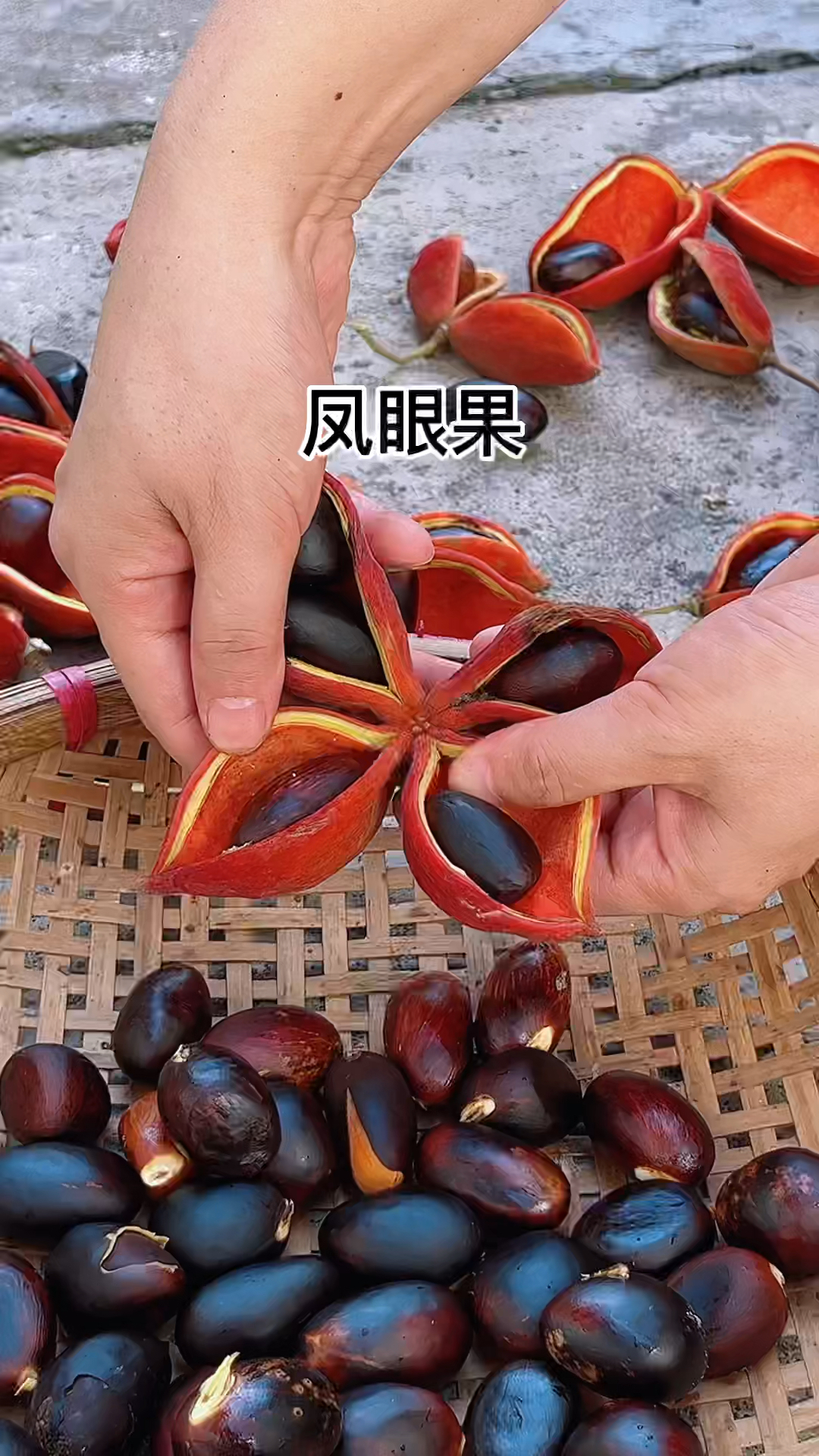 凤眼果又名苹婆七姐果你认识它吗中草药