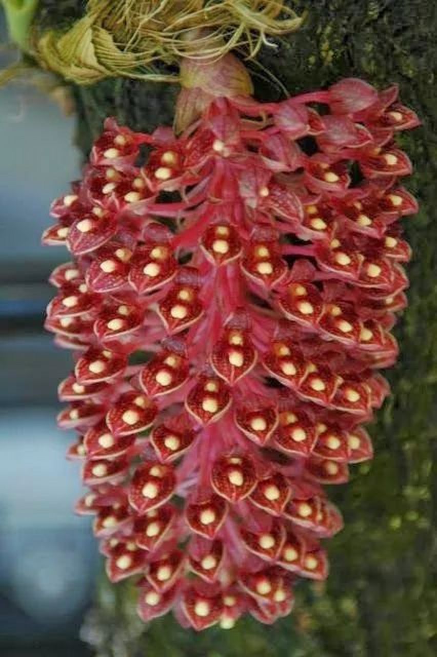 它的花朵形态奇特,颜色鲜艳,花瓣上还有着许多细小的花纹,让人不由得