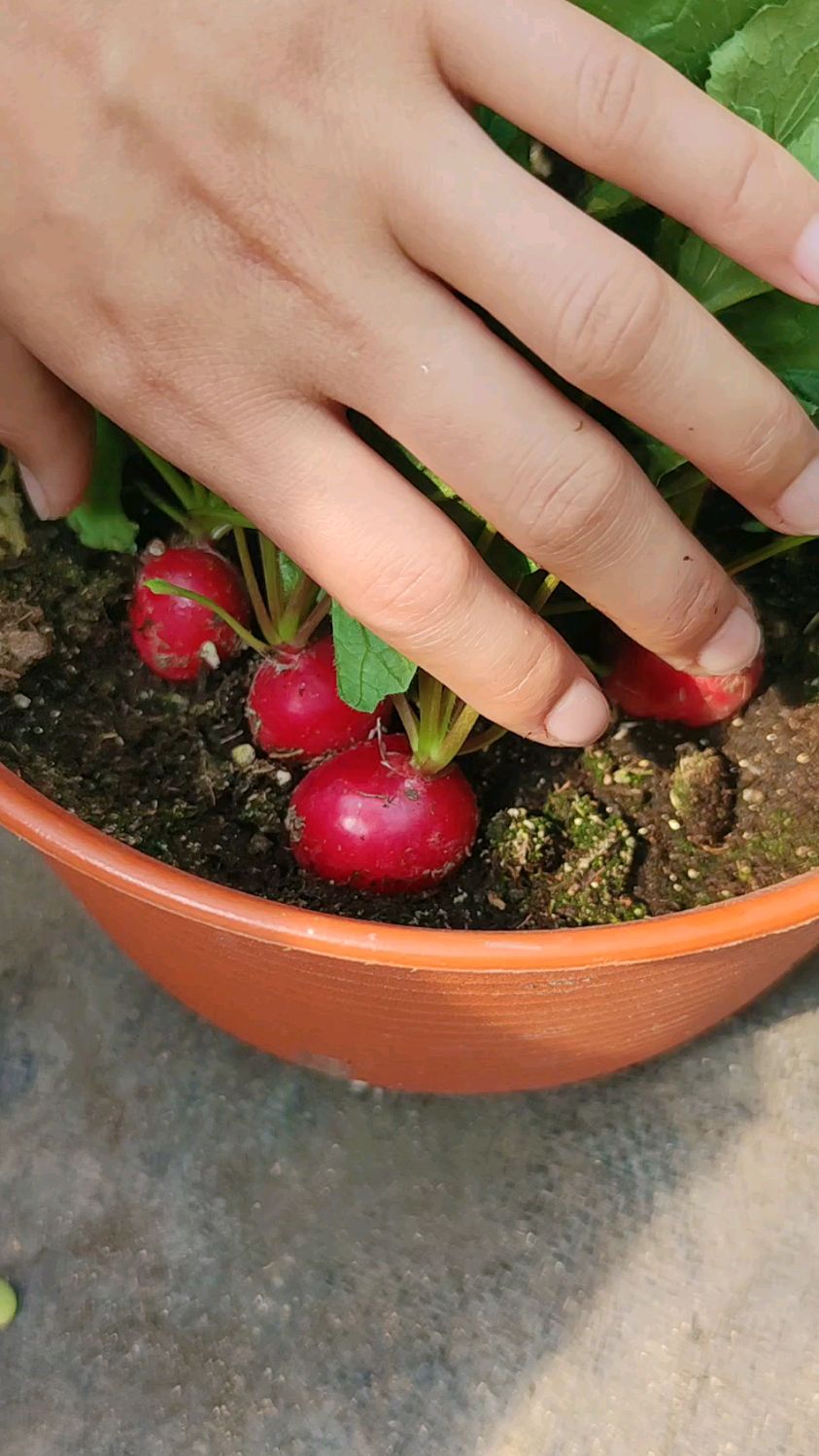 花盆种樱桃萝卜方法