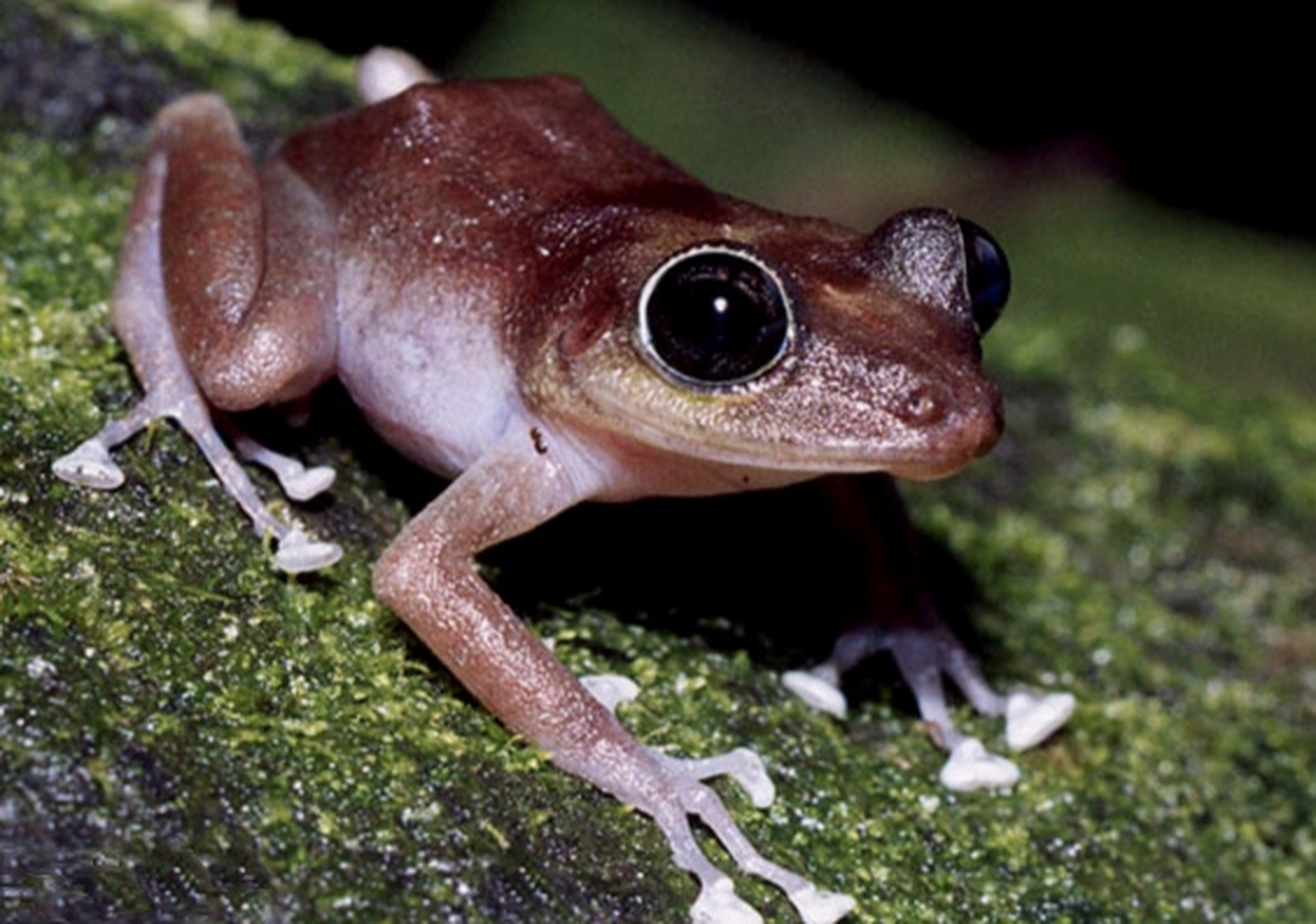 每天认识一种动物——多米尼加树蛙 多米尼加树蛙是一种小型蛙类,体长