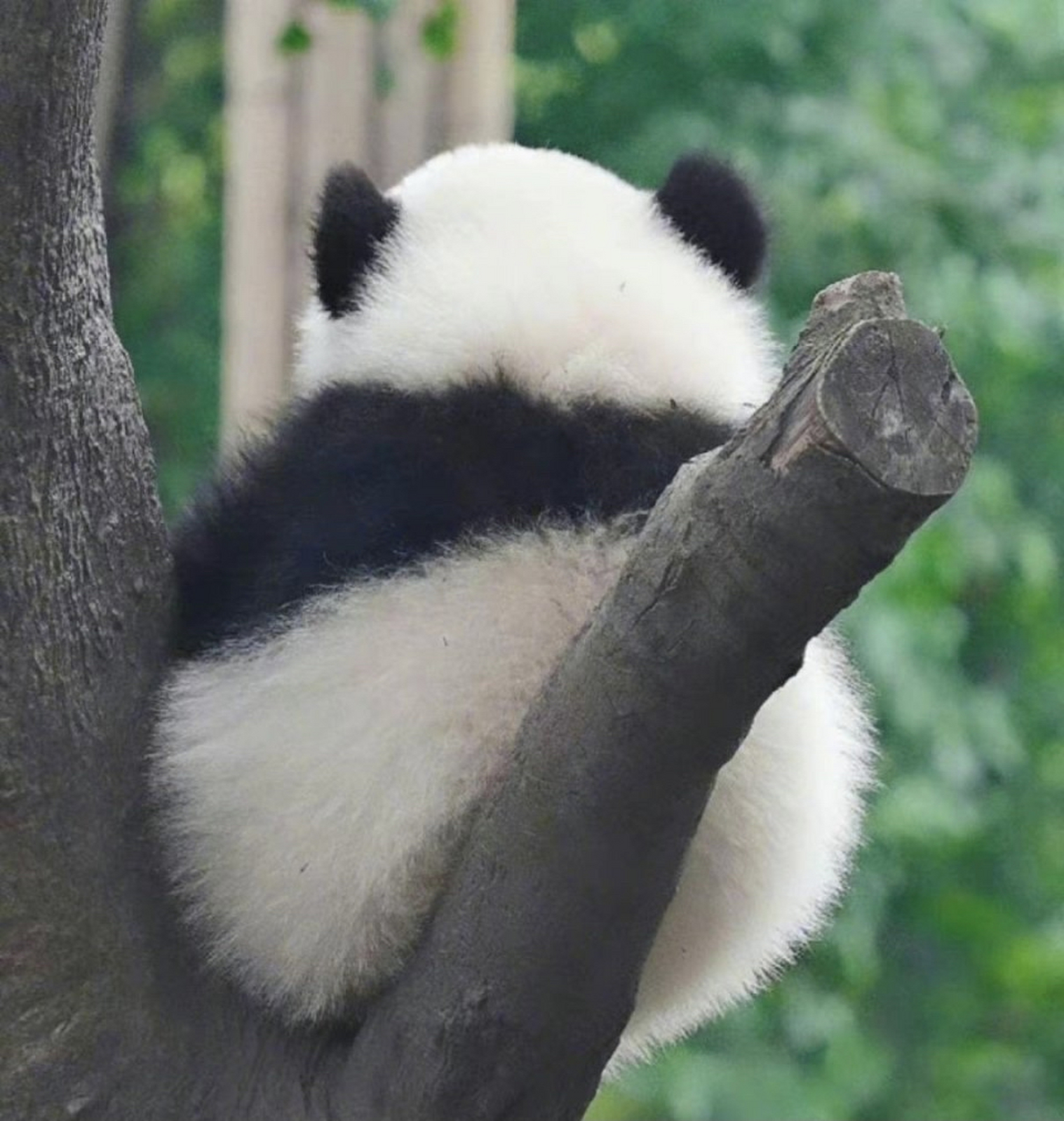 双倍的快乐就是我看着你 你看着它 留给我一个背影杀 大熊猫的背影太