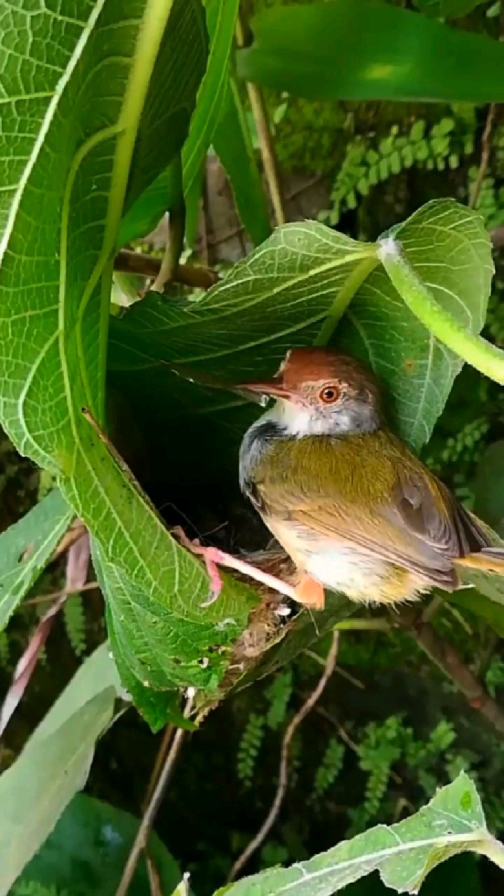小河边上发现一窝缝叶鸟