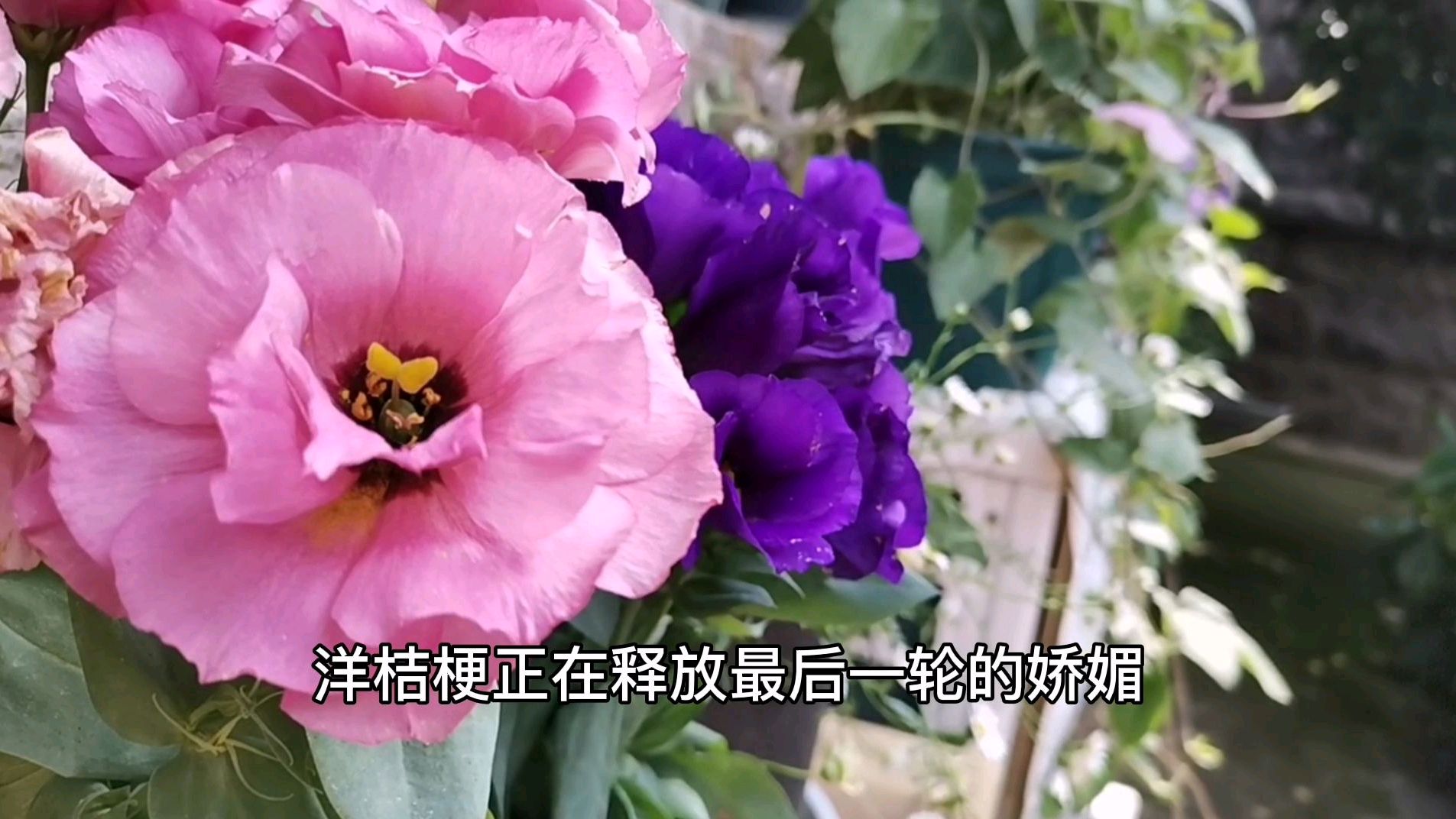 这是夏天的崂山小院,女博士一次教你认识十几种花,你最爱哪个?