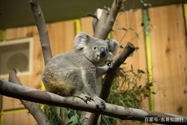 南澳看动物就去克莱兰德野生动物园