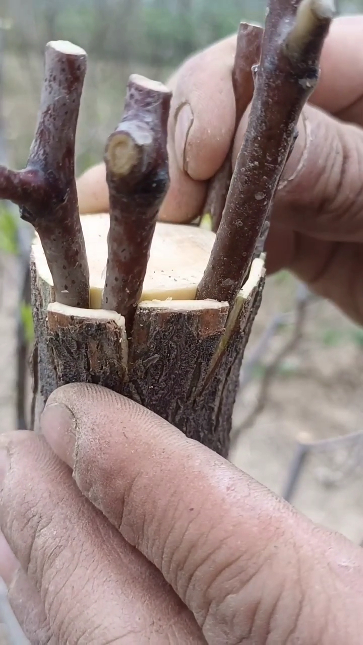 枣树嫁接独杆大树这样换头行不行