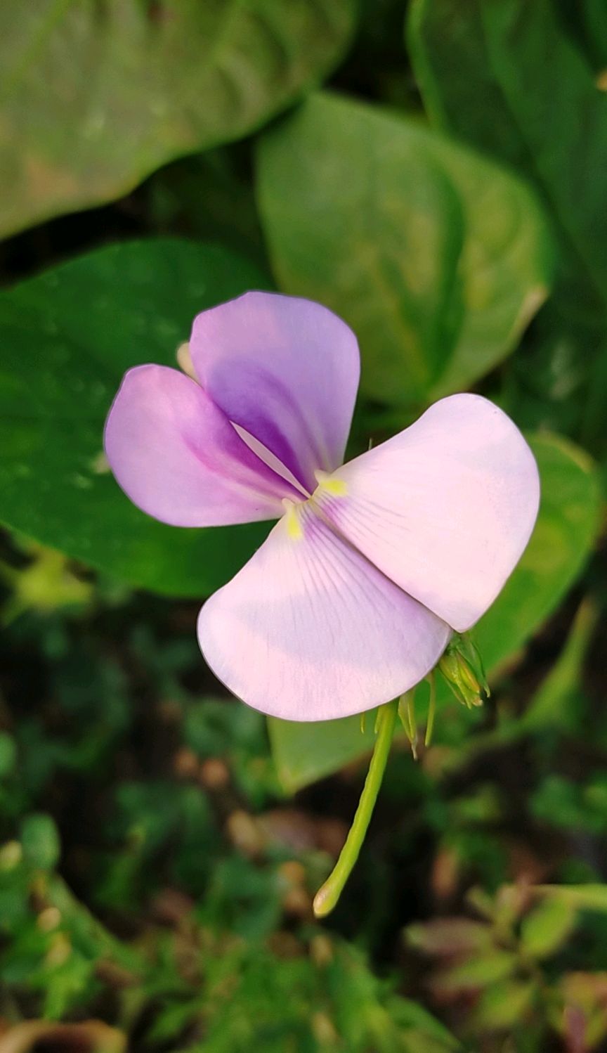 不一样的花儿一样的美