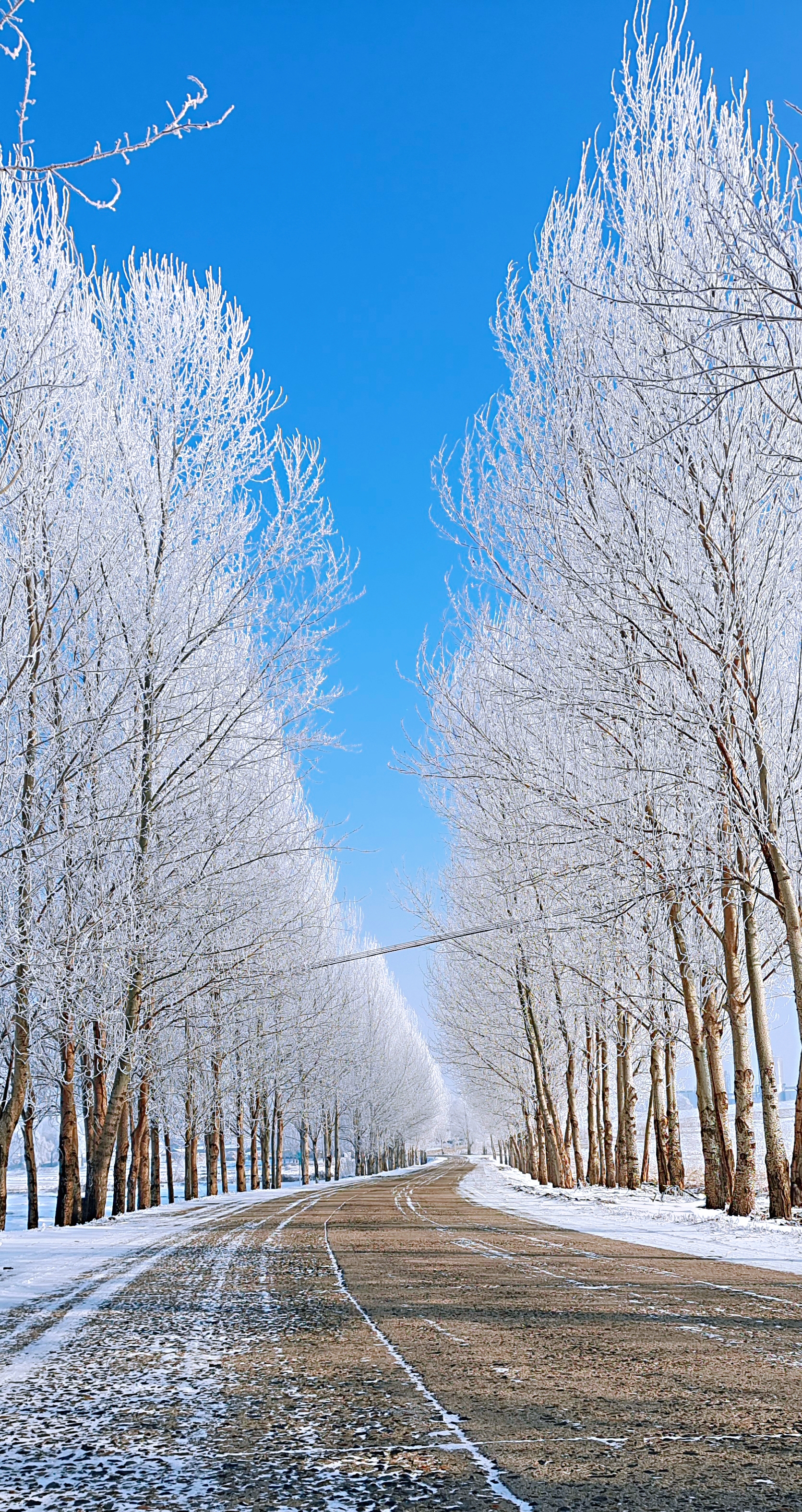 黑龙江农村雪景图片