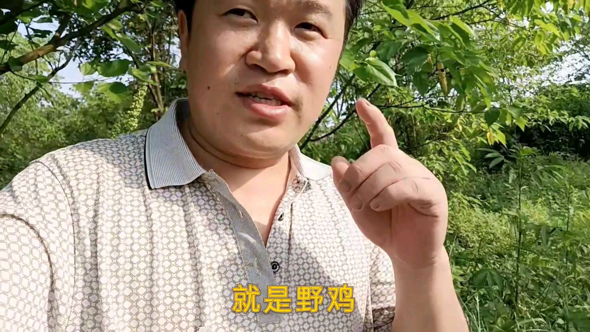 农村野鸡泛滥了,听着它的声音过去查看一番,100米不到飞起来了