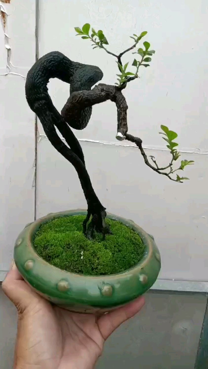 高提根黑骨茶盆景