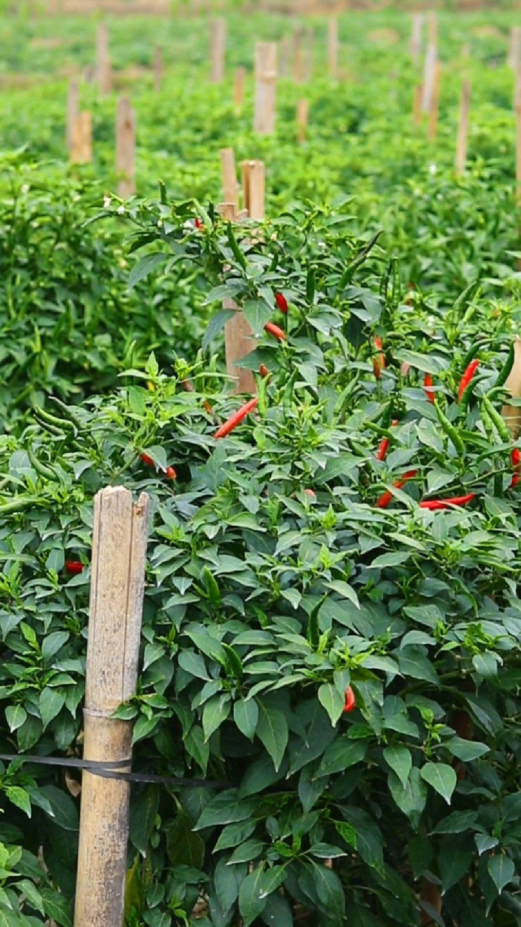 插竹子或棍子做支撑,绑好,可以防止辣椒苗被风吹折倒下.