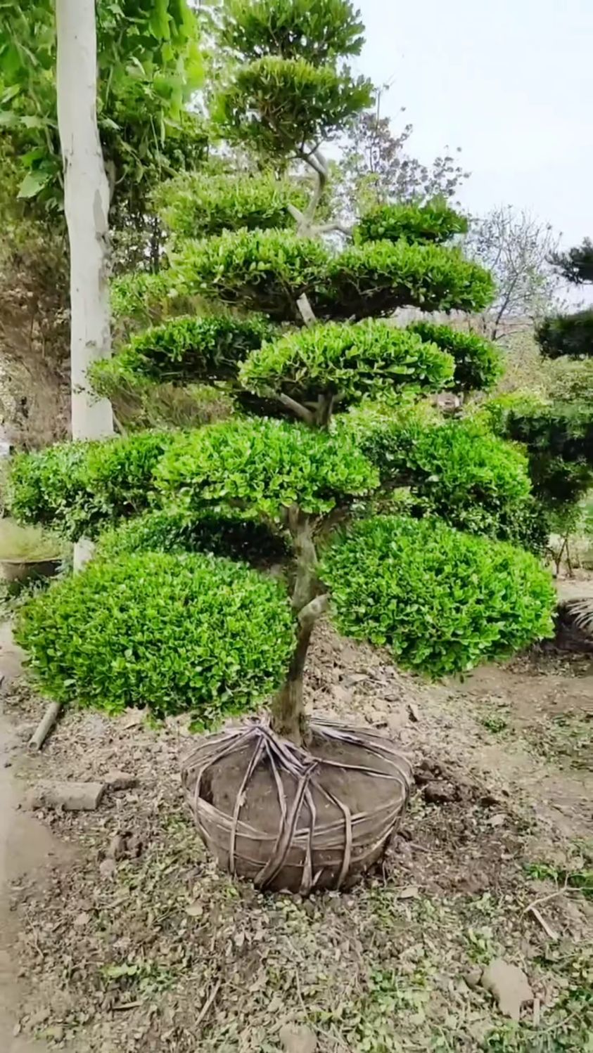 瓜子黄杨造型树四季黄杨入户发家致富四季常青不落叶耐寒耐旱南北方都