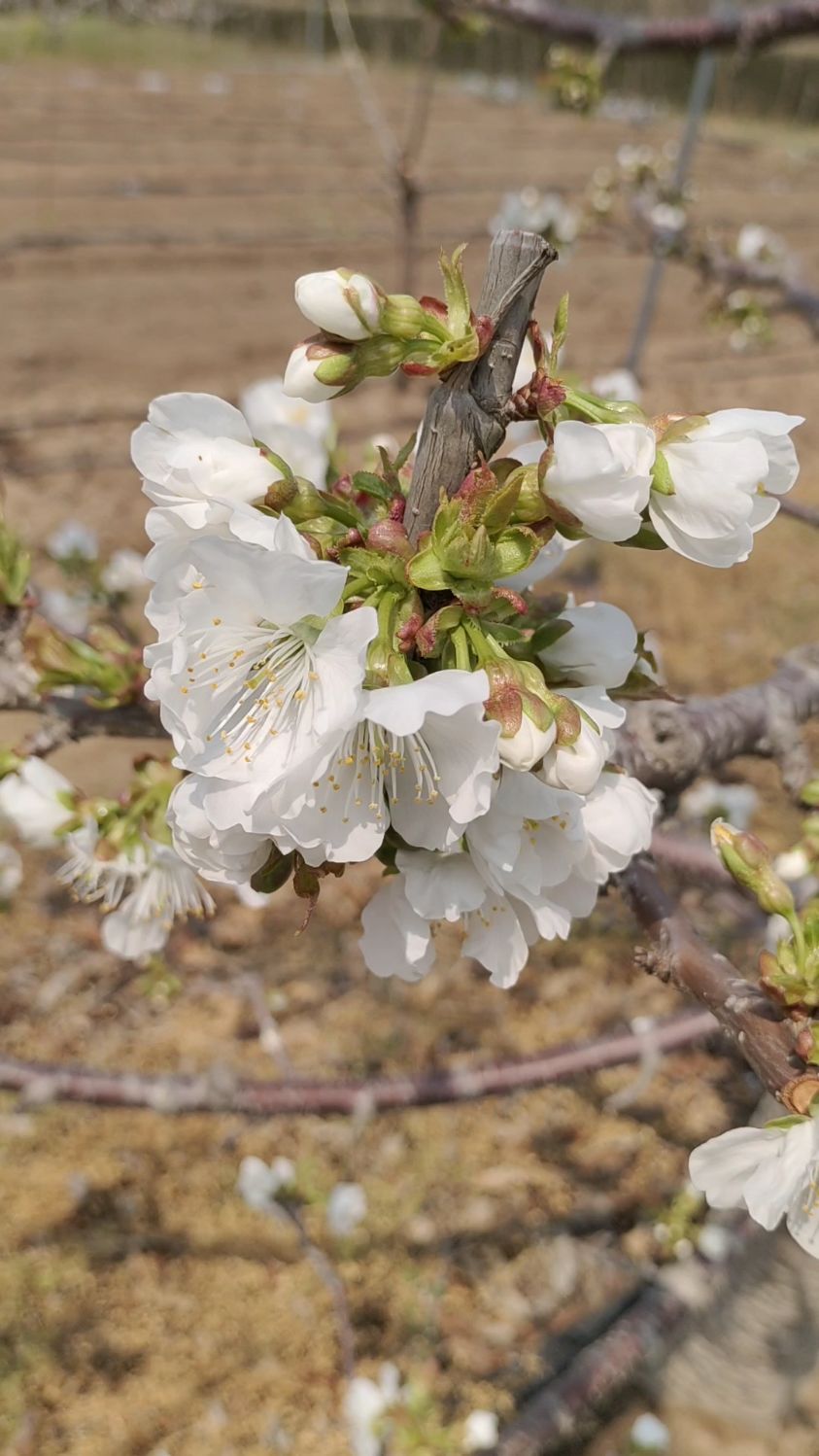 樱桃树开花的样子图片