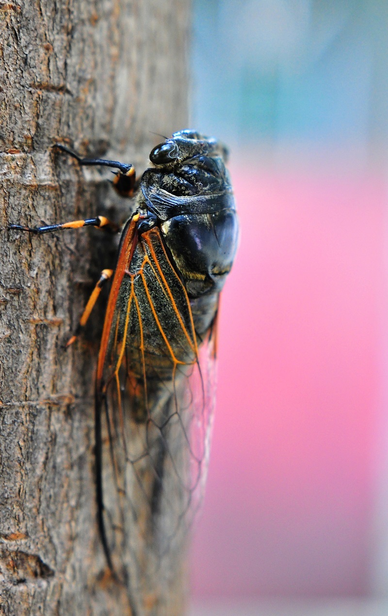 知了鸣叫声少了