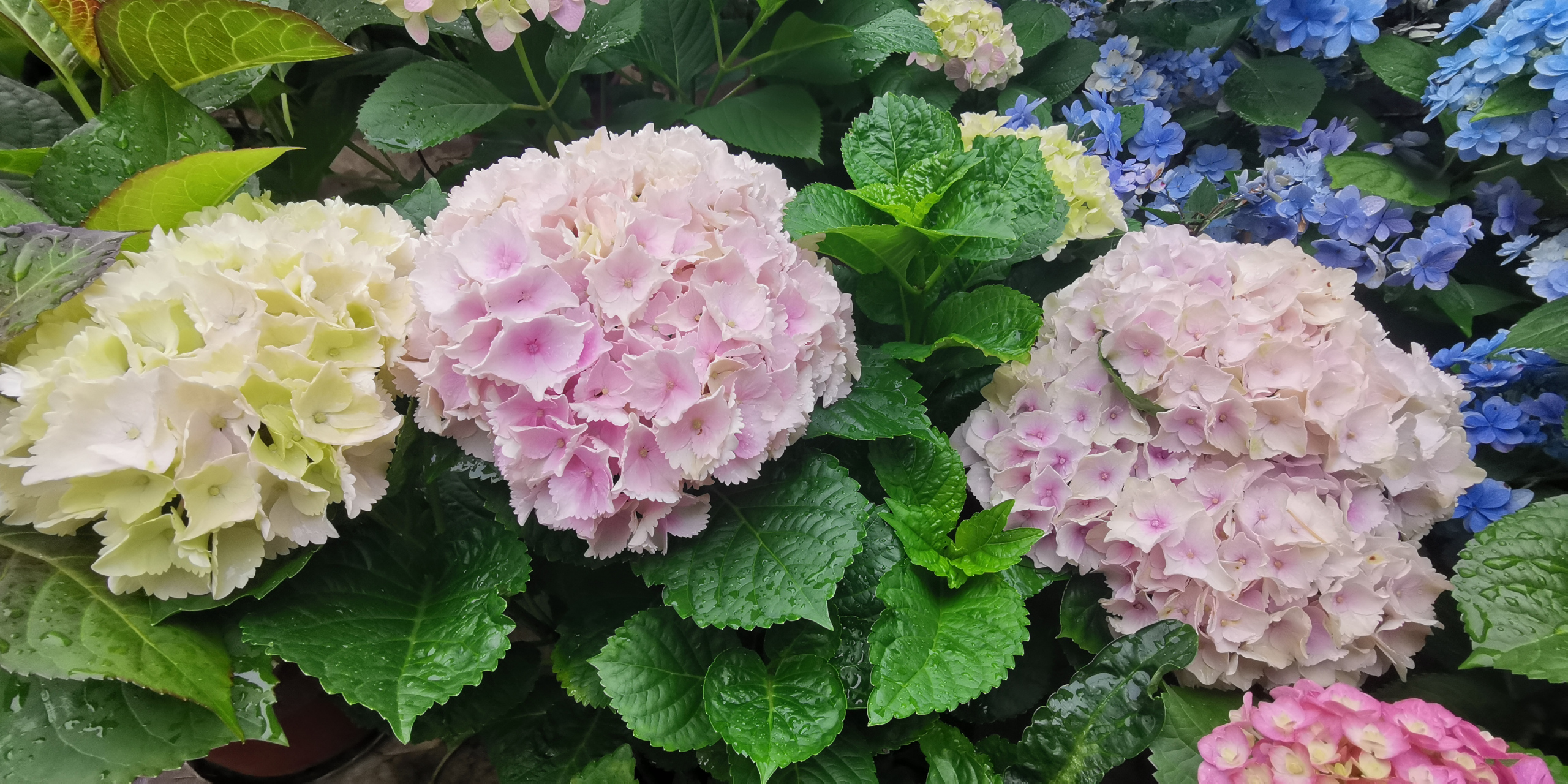 园艺# 绣球篇:品种名称魔幻海洋,花朵巨大,又是一款自带仙气的绣球花