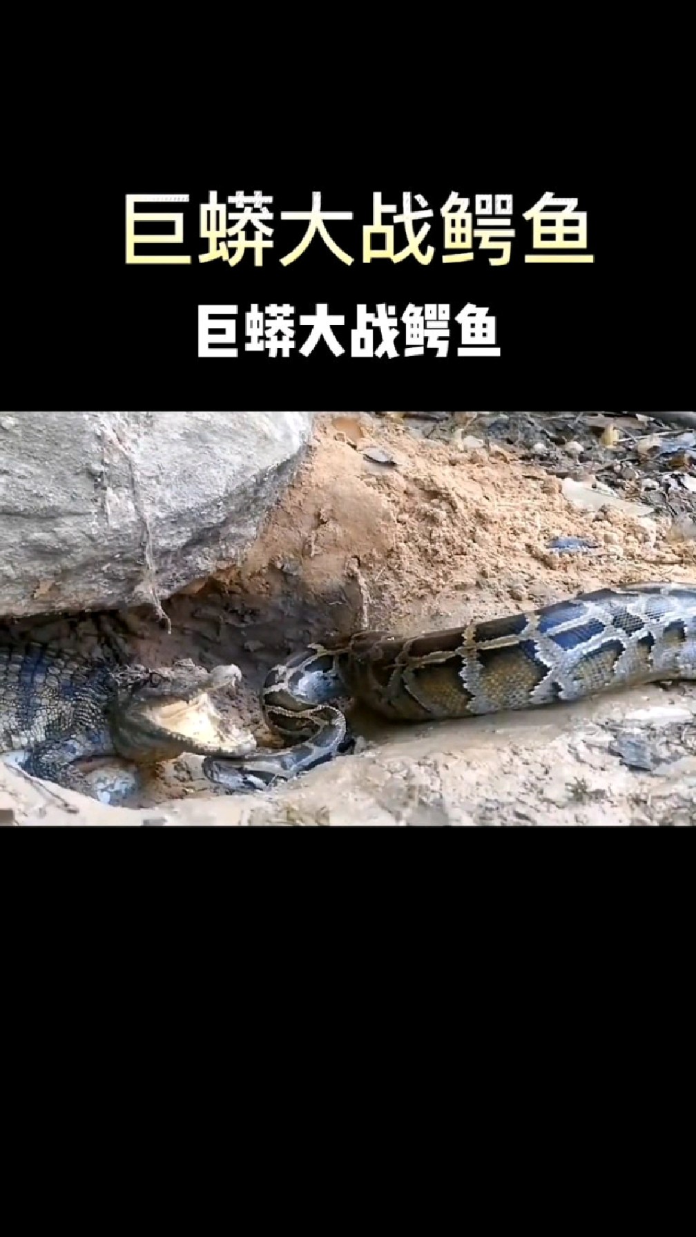 巨蟒大戰鱷魚