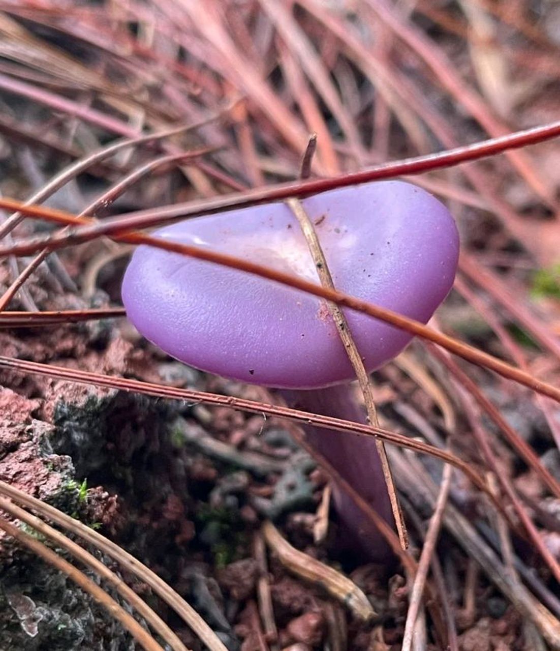 云南的朋友吗,这是皮条菌吗?可以吃吗?