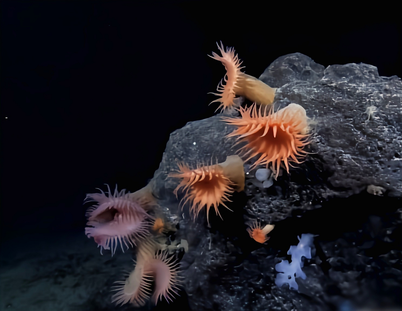 这是一种动物—维纳斯捕蝇草海葵.