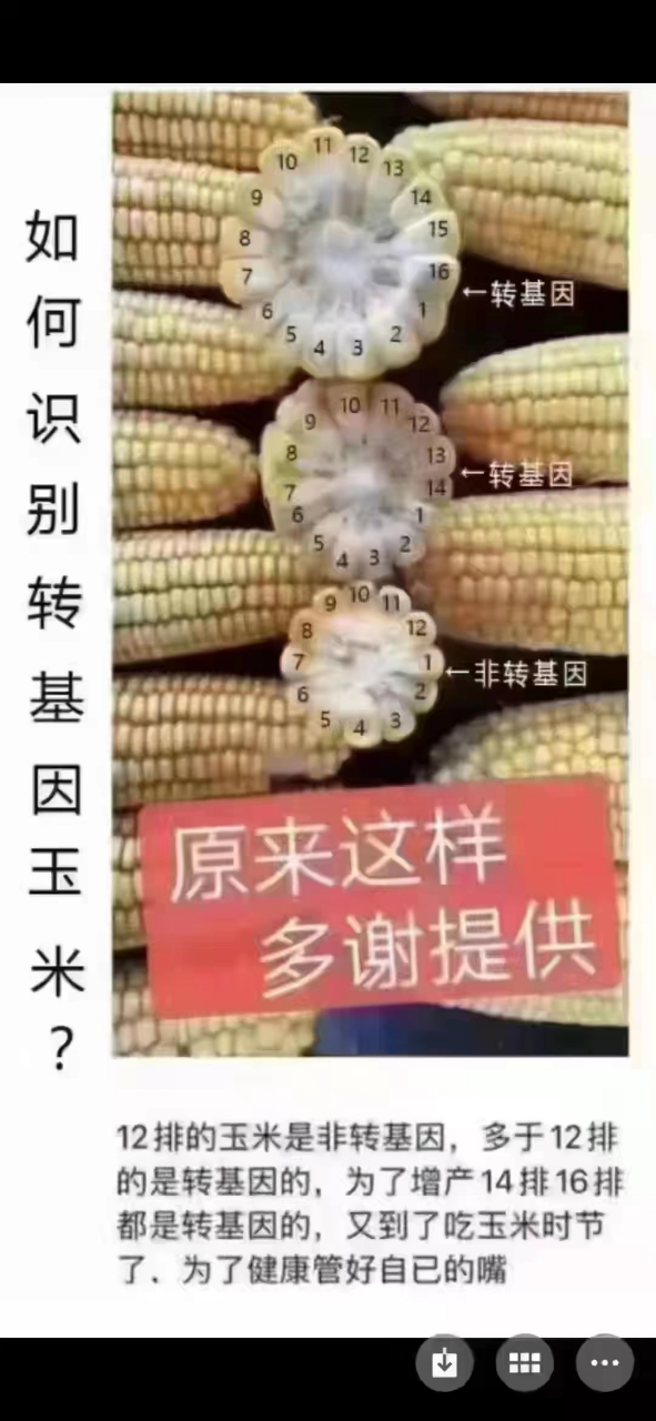 转基因玉米对比图片