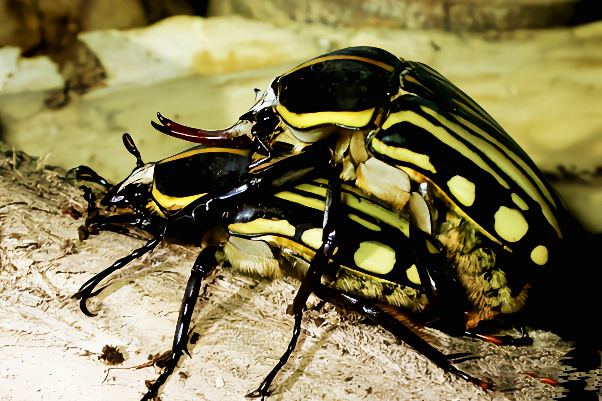 每天认识一种昆虫——卡拉兹花金龟 卡拉兹花金龟别名卡拉兹长角花