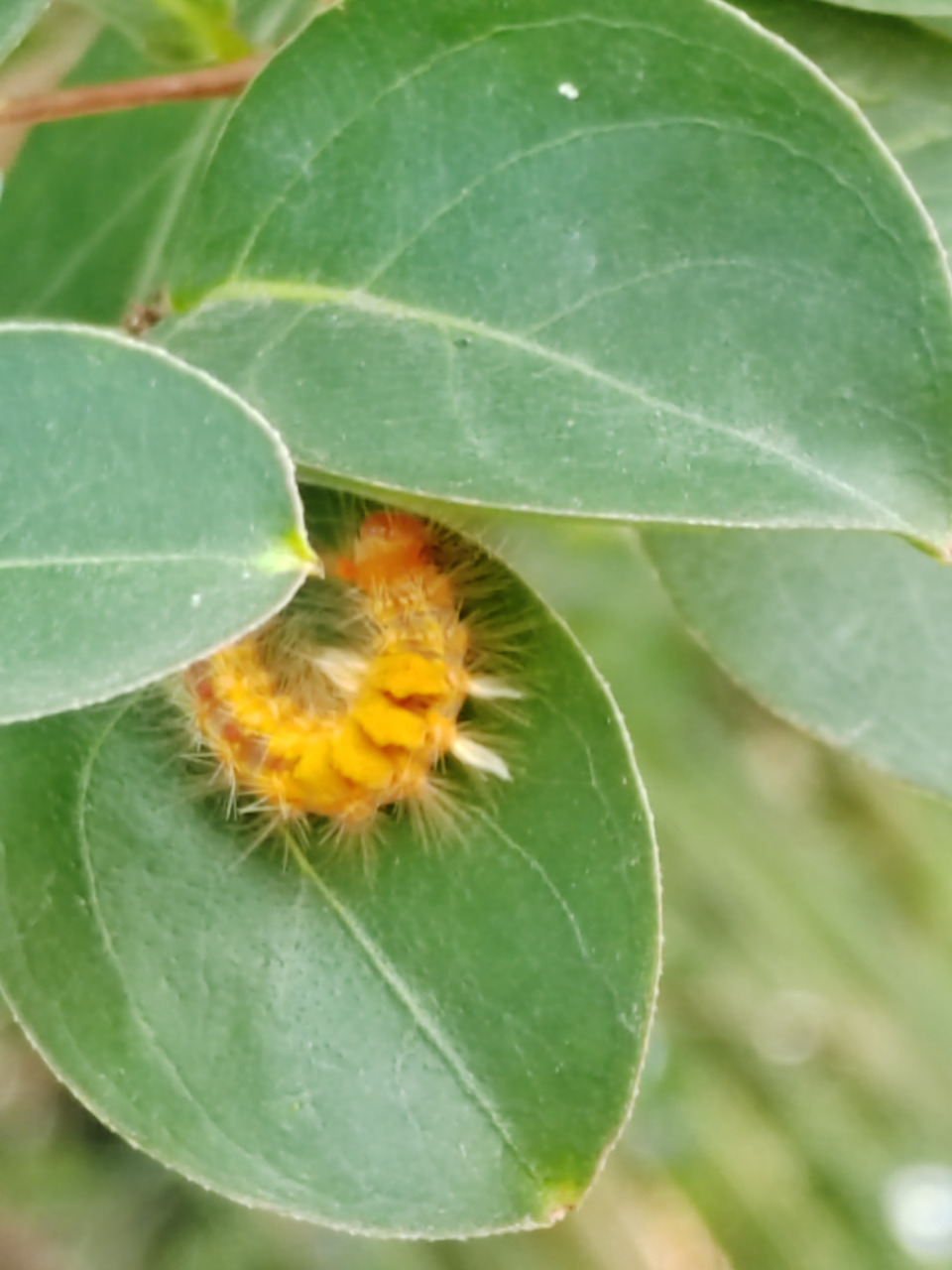 一条金黄色的小毛毛虫 去公园的路上,偶遇一条金黄色的小毛毛虫,它正