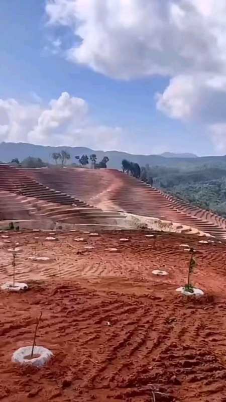 荒山改造重新种上果树,希望能够有更好的结果-度小视