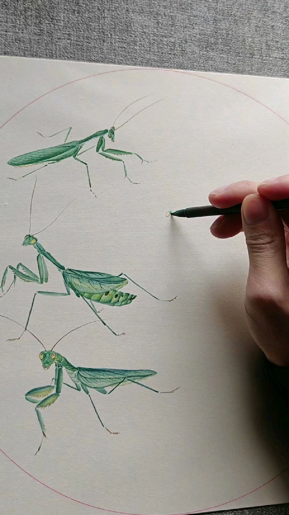 画一只胖嘟嘟的螳螂