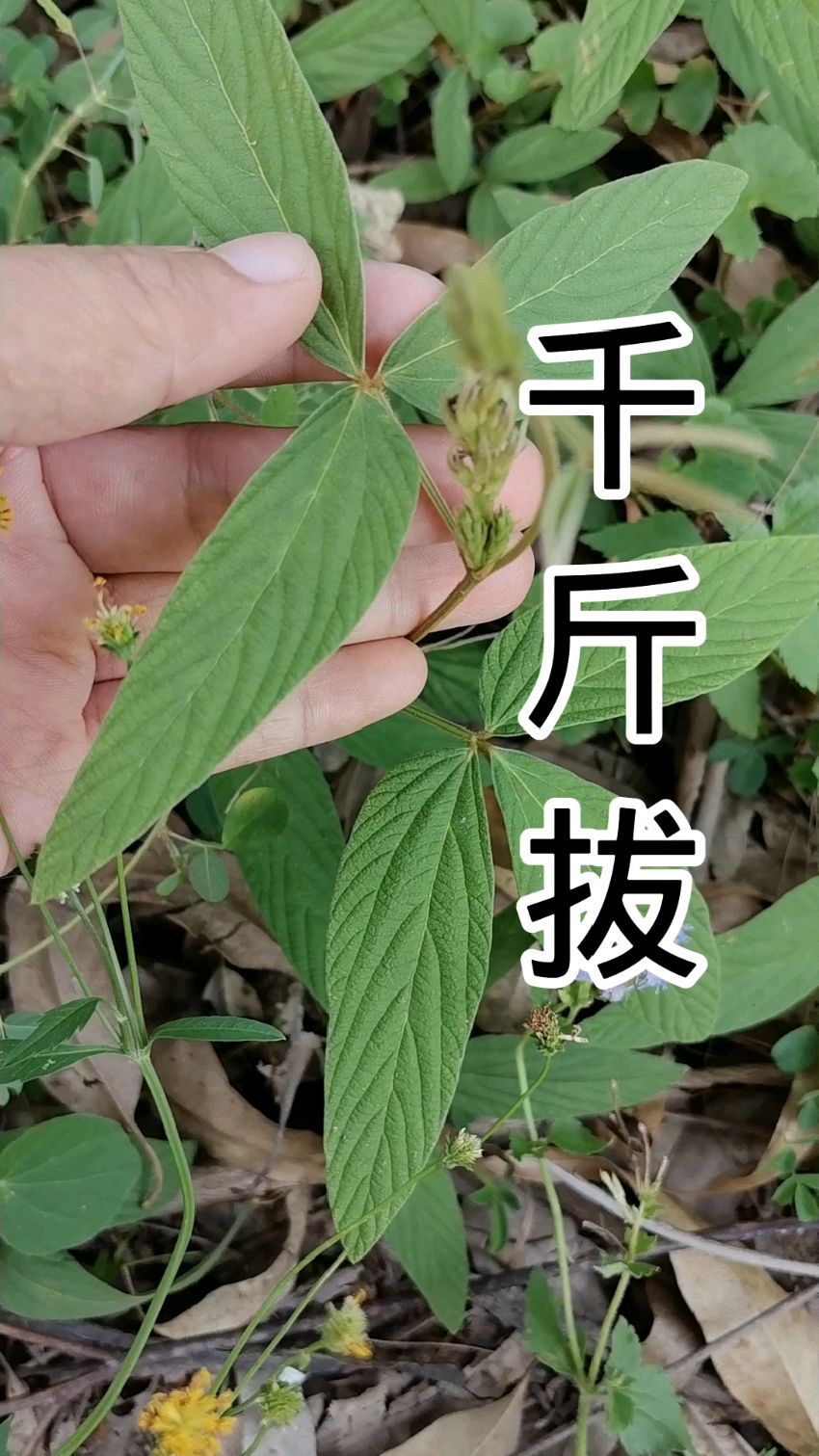 千斤拔吃了拔千斤.