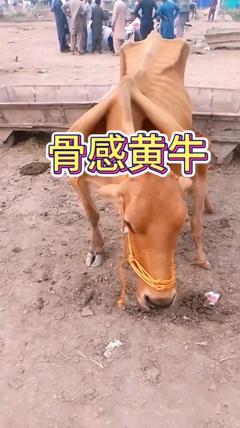 空军总医院"黄牛是什么意思"的简单介绍