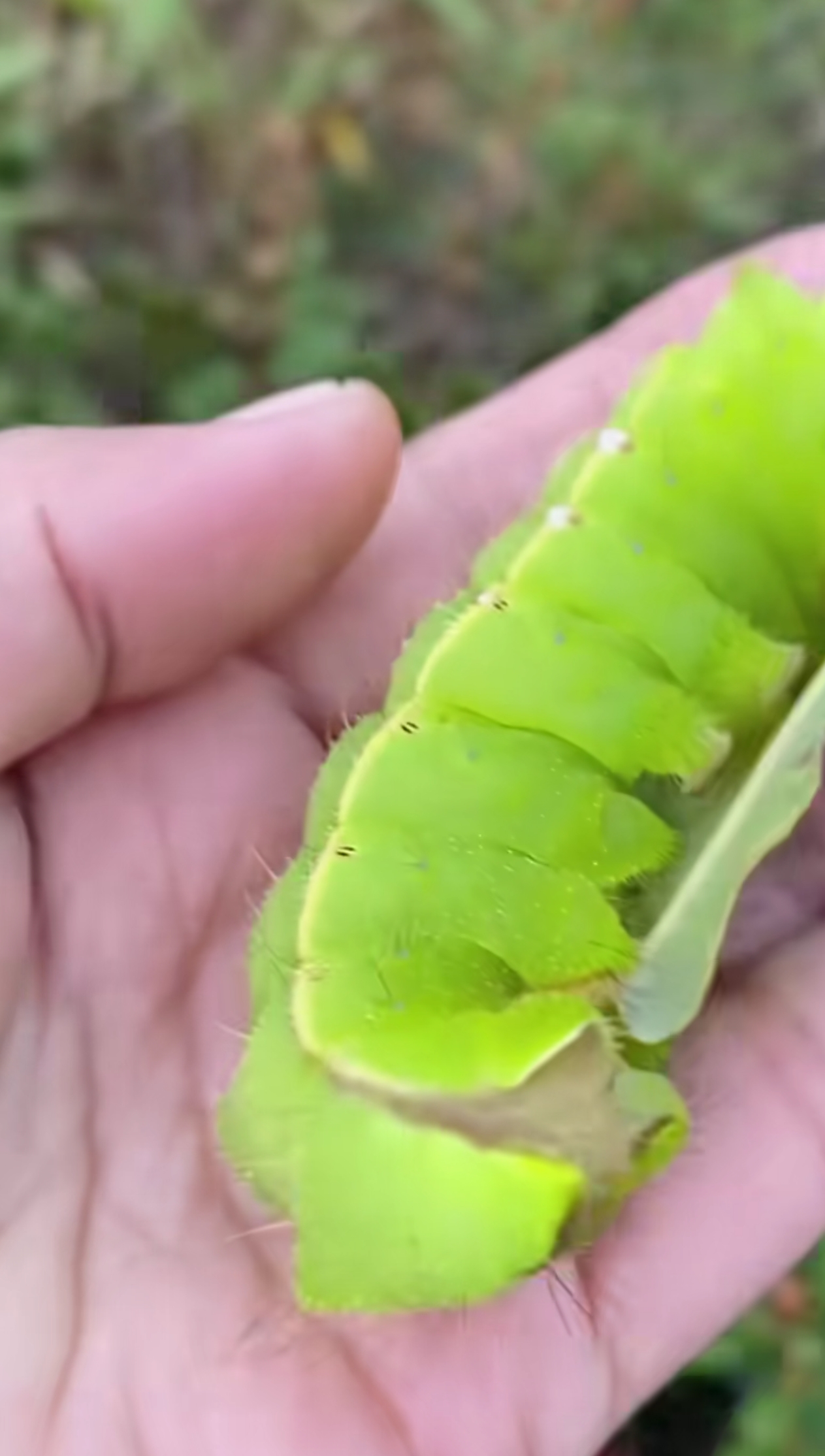 我们这管它叫"绿豆乖"这虫被蛰下很痛的,大哥敢