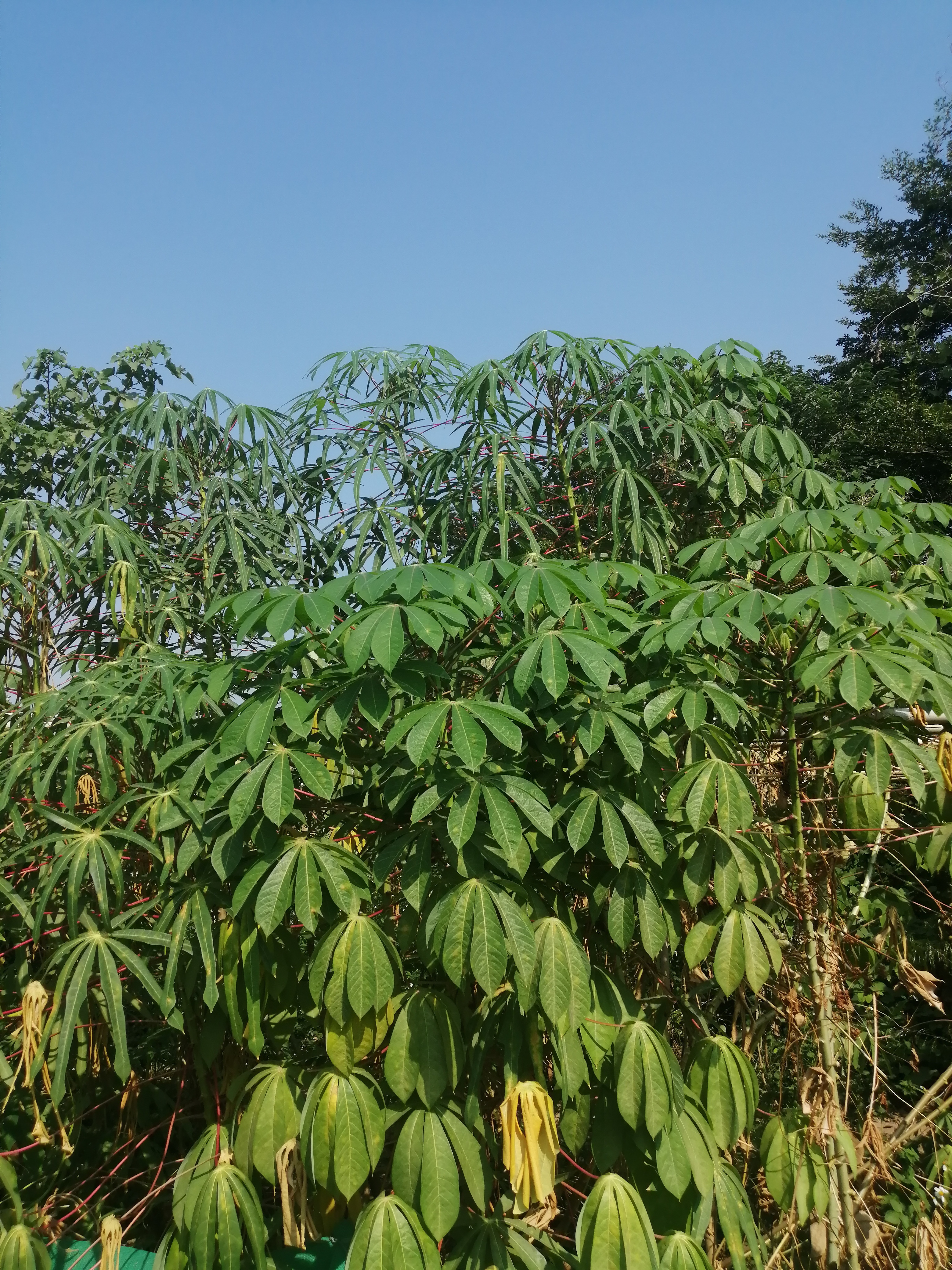 (就是病人线上问诊,她煎好的药叫跑腿送上门)