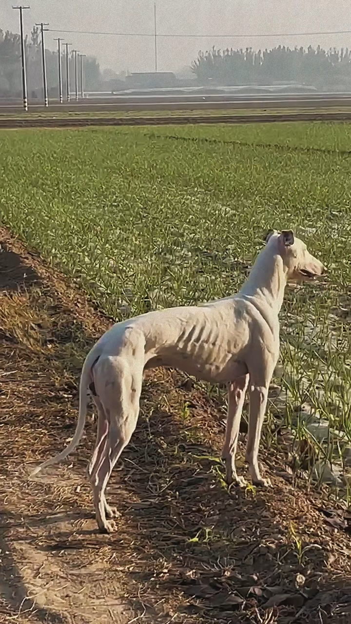 细犬品种图片