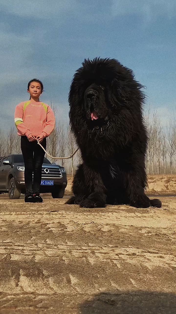 藏獒吃主人的真实照片图片