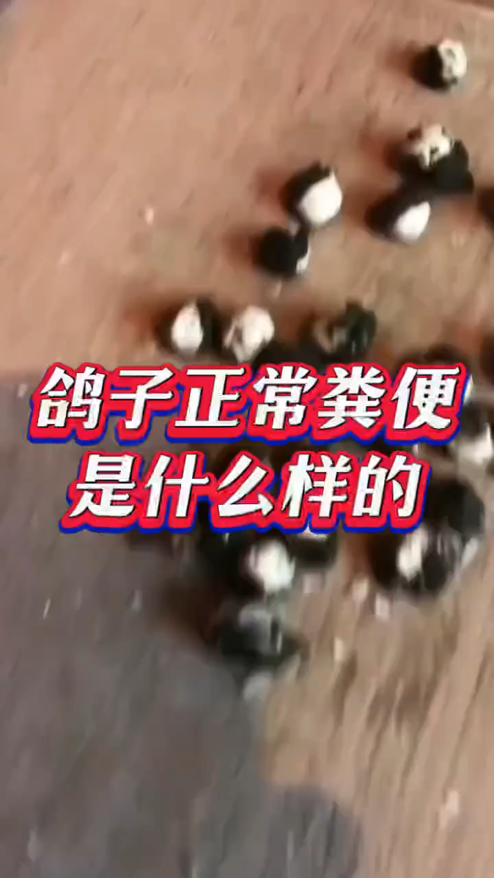 鸽子正常粪便是什么样的