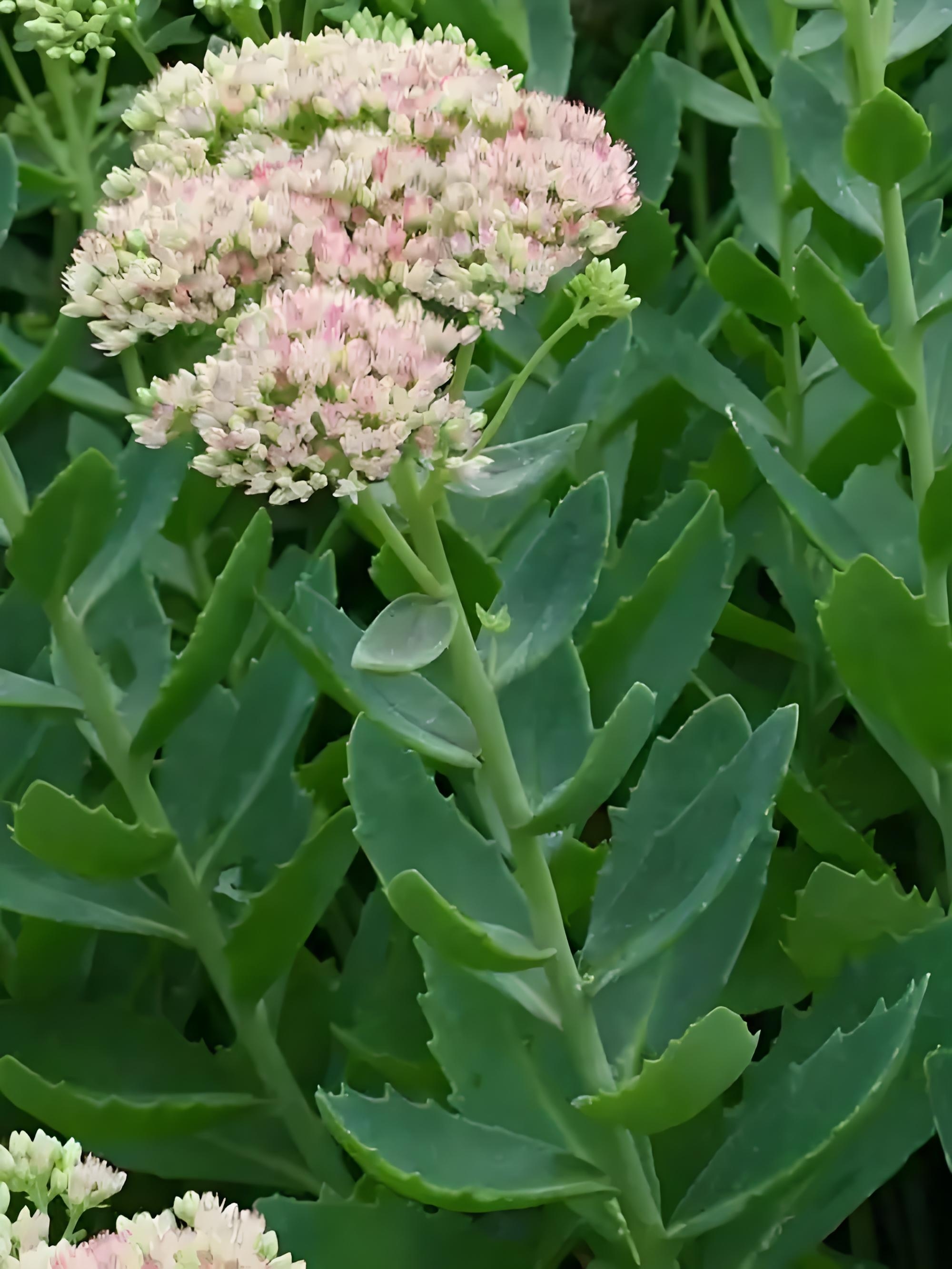 八宝景天的栽种和养护技巧大揭秘