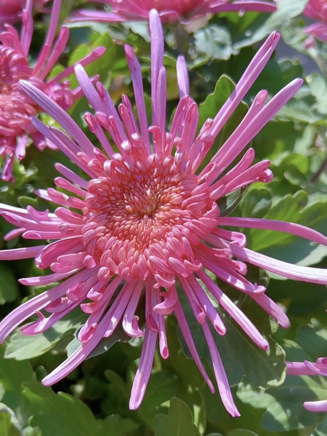 每一朵菊花,都像是大自然精心雕琢的艺术品,色彩斑斓,形态各异,从纯洁