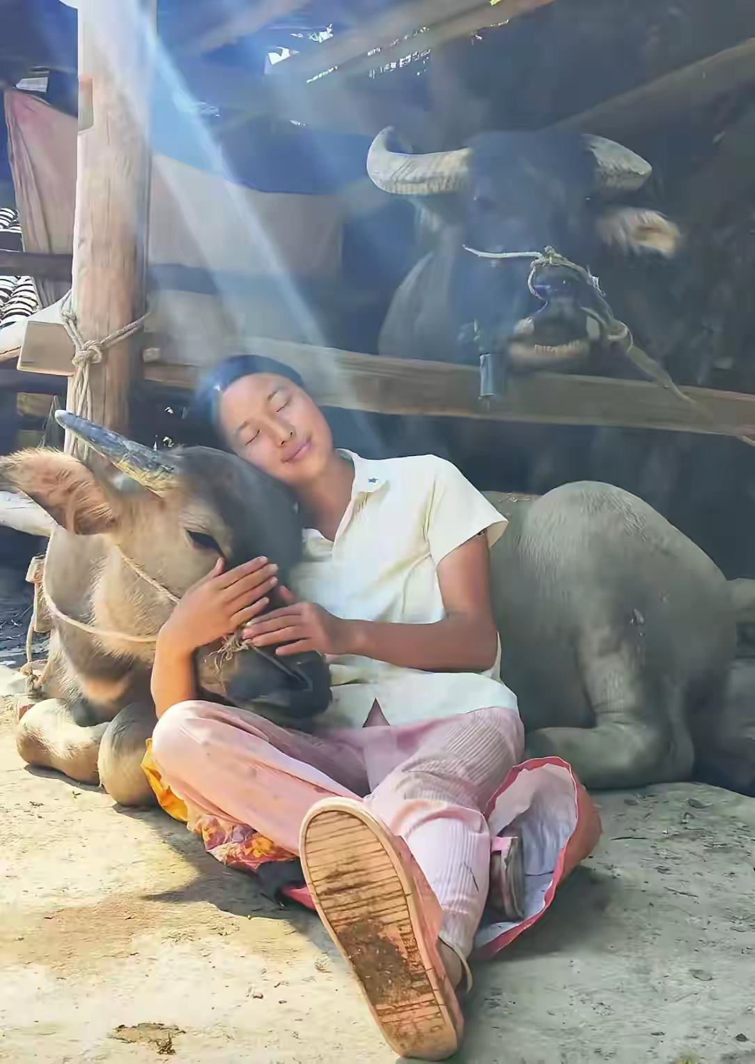 还有这种怪事,这女人怎么抱着一头牛在睡觉?