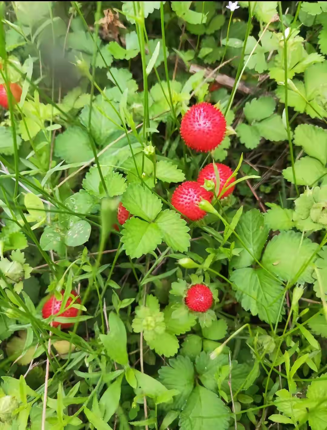 小时候,我见过一种果子,特像草莓,大人叫它"蛇果icon",还说不能吃