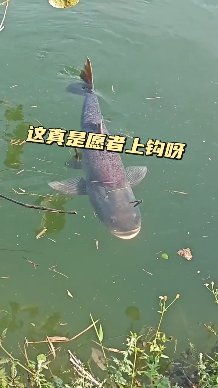 这真是愿者上钩呀